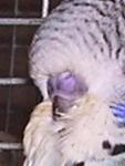 post-16771-1295862428_thumb.jpg