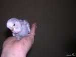 post-16771-1302930050_thumb.jpg