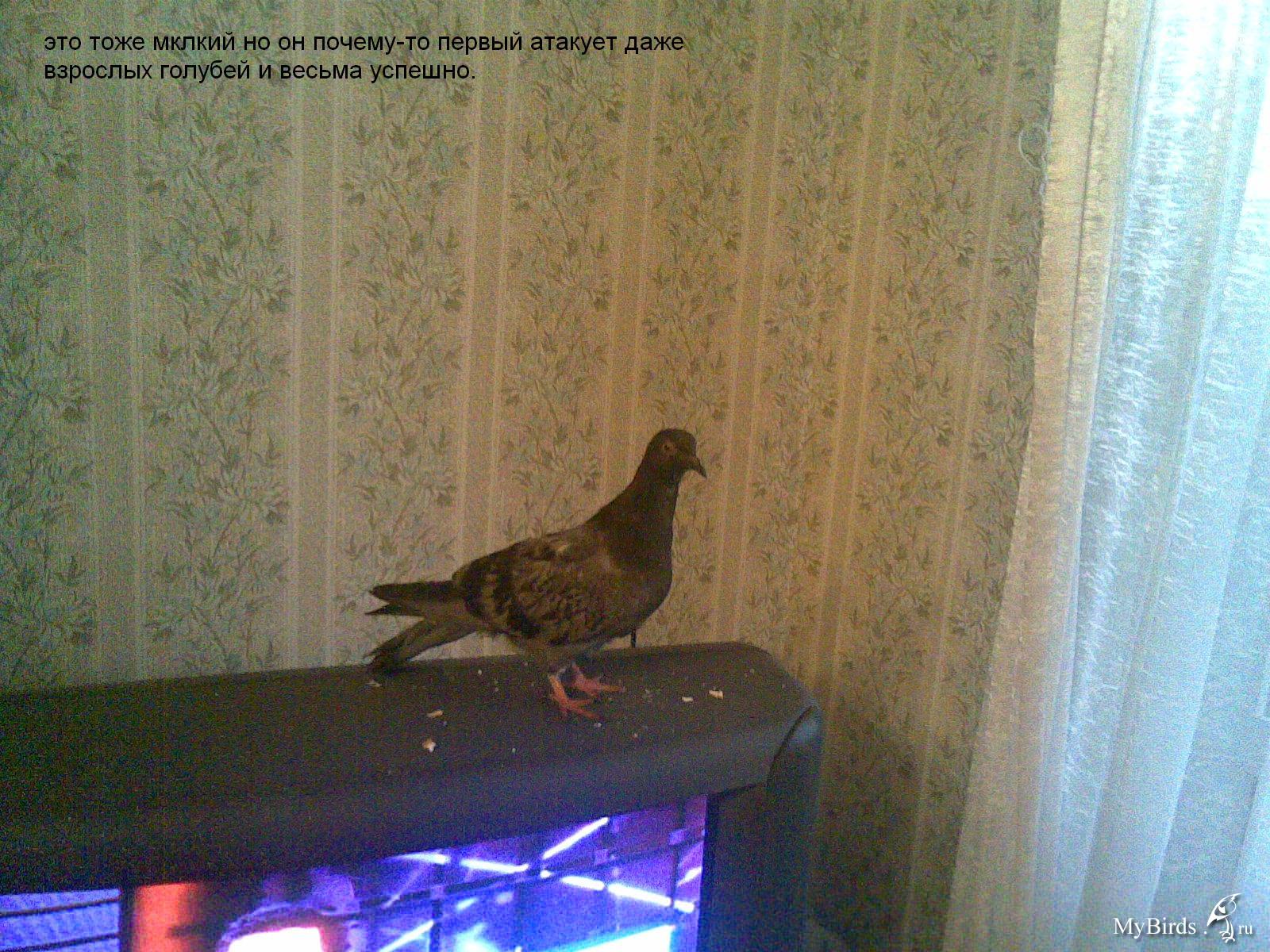 Обучение голубей - живущие в квартире - форумы mybirds.ru - .
