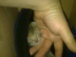 post-17129-1333737509_thumb.jpg