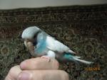 post-17335-1268739504_thumb.jpg