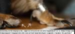 post-17444-1227868544_thumb.jpg