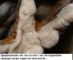 post-17444-1227868597_thumb.jpg
