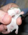 post-17611-1241815959_thumb.jpg