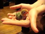 post-17625-1266691868_thumb.jpg