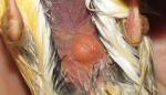 post-17672-1445356158_thumb.jpg