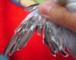 post-17850-1245395317_thumb.jpg
