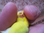 post-17879-1303717575_thumb.jpg