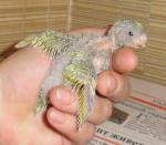 post-18015-1299778906_thumb.jpg