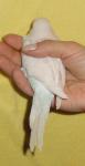 post-18015-1326122746_thumb.jpg