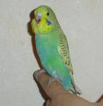 post-18015-1362160234_thumb.jpg