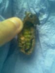 post-18163-1246800998_thumb.jpg