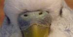 post-18208-1335508136_thumb.jpg