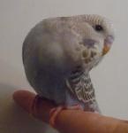 post-18208-1338266293_thumb.jpg