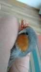 post-18389-1456141102_thumb.jpg