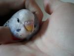 post-18399-1265527582_thumb.jpg