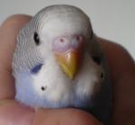 post-18399-1266591713_thumb.jpg