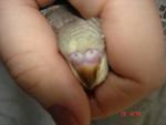 post-18807-1271930081_thumb.jpg