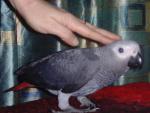 post-19334-1260649385_thumb.jpg