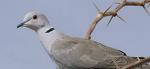 AfricanCollaredDove58228.jpg