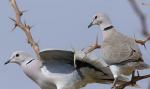 AfricanCollaredDove58229.jpg