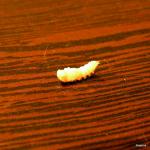 post-19490-1237623445_thumb.jpg