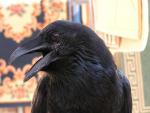 raven.jpg