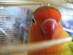 post-21017-1303310942_thumb.jpg