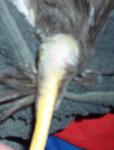 post-21151-1259701281_thumb.jpg