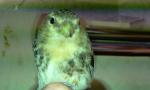 post-22281-1302775091_thumb.jpg