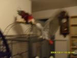 post-22476-1262677034_thumb.jpg