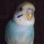 post-2257-1150143503_thumb.jpg