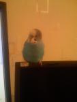 post-22639-1272456771_thumb.jpg