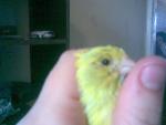 post-22677-1255500751_thumb.jpg