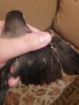 post-22778-1325704498_thumb.jpg