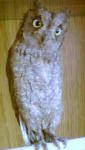 post-22891-1285397939_thumb.jpg