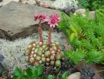 DSC07603.JPG