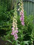 DSC07616.JPG