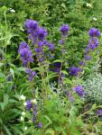 DSC07620.JPG