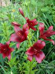 DSC07850.JPG