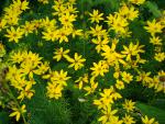 DSC07857.JPG
