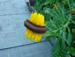 DSC07845.JPG