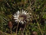 Dsc01066.jpg