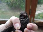 post-23857-1406234599_thumb.jpg
