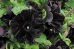 Petunia_Black_Velvet_520x345.jpg