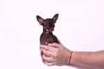 139202_Smallest_dog_living__height__Miracle_Milly__Miracle_Milly__57_.jpg