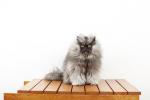 Colonel_Meow___Cat_With_The_Longest_Fur_0022__2_.jpg