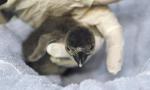 penguin_hatched_2.jpg