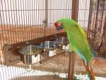 parrot_cage_2016.jpg