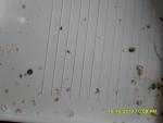 post-24100-1382170422_thumb.jpg